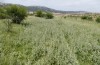 Adscita bolivari: Habitat where also occur Zygaena trifolii and Jordanita subsolana (Spain, Jaen, Santiago de la Espada, late June 2025) [N]