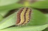 Adscita bolivari: Half-grown larva in autumn (e.o. Spain, Jaen, Santiago de la Espada, oviposition in late June 2025) [S]