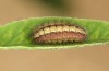 Adscita bolivari: Half-grown larva in autumn (e.o. Spain, Jaen, Santiago de la Espada, oviposition in late June 2025) [S]