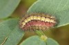 Adscita bolivari: Half-grown larva in autumn (e.o. Spain, Jaen, Santiago de la Espada, oviposition in late June 2025) [S]