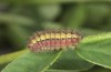 Adscita bolivari: Half-grown larva in autumn (e.o. Spain, Jaen, Santiago de la Espada, oviposition in late June 2025) [S]