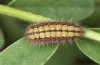 Adscita bolivari: Half-grown larva in autumn (e.o. Spain, Jaen, Santiago de la Espada, oviposition in late June 2025) [S]