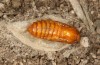 Adscita bolivari: Male pupa (e.o. Spain, Jaen, Santiago de la Espada, oviposition in late June 2025) [S]