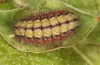 Adscita bolivari: Larva in penultimate instar after hibernation (e.o. Spain, Jaen, Santiago de la Espada, oviposition in late June 2025) [S]