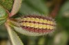 Adscita bolivari: Larva in penultimate instar (e.o. Spain, Jaen, Santiago de la Espada, oviposition in late June 2025) [S]