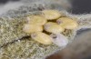 Adscita bolivari: Batch of eggs prior to hatching, one egg already hatched (Spain, Jaen, Santiago de la Espada, late June 2025) [S]