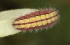 Adscita bolivari: Larva in penultimate instar (e.o. Spain, Jaen, Santiago de la Espada, oviposition in late June 2025) [S]