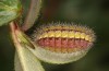 Adscita bolivari: Larva in penultimate instar (e.o. Spain, Jaen, Santiago de la Espada, oviposition in late June 2025) [S]