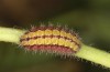 Adscita bolivari: Larva in penultimate instar (e.o. Spain, Jaen, Santiago de la Espada, oviposition in late June 2025) [S]
