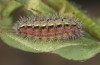 Adscita bolivari: Larva in the final instar (e.o. Spain, Jaen, Santiago de la Espada, oviposition in late June 2025) [S]