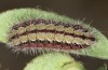 Adscita bolivari: Larva in the final instar (e.o. Spain, Jaen, Santiago de la Espada, oviposition in late June 2025) [S]