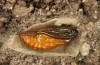 Adscita bolivari: Male pupa a few days before hatching (e.o. Spain, Jaen, Santiago de la Espada, oviposition in late June 2025) [S]