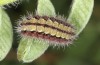 Adscita bolivari: Larva in the final instar (e.o. Spain, Jaen, Santiago de la Espada, oviposition in late June 2025) [S]