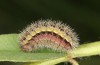 Adscita bolivari: Larva in the final instar (e.o. Spain, Jaen, Santiago de la Espada, oviposition in late June 2025) [S]