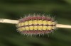 Adscita bolivari: Larva in the final instar (e.o. Spain, Jaen, Santiago de la Espada, oviposition in late June 2025) [S]