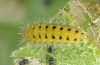 Zygaena brizae: Larva (e.l. Alpes-Maritimes 2012) [S]