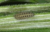 Zygaena brizae: Half-grown larva (Alpes-Maritimes, Vésubie, 29/04/2012). [N]