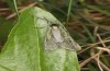 Jordanita budensis: Männchen (e.o. Frankreich, Hautes-Alpes, Cervières, Eiablage Juli 2021) [S]