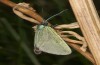 Jordanita budensis: Männchen (e.o. Frankreich, Hautes-Alpes, Cervières, Eiablage Juli 2021) [S]