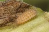 Jordanita budensis: Raupe L2 (e.o. Frankreich, Hautes-Alpes, Cervières, Eiablage Juli 2021) [S]