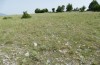 Adscita capitalis: Habitat (N-Greece, Skiti west of Kozani, 10. June 2024) [N]