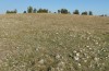 Adscita capitalis: Habitat (N-Greece, Skiti west of Kozani, 26. October 2024) [N]