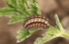 Adscita capitalis: Half-grown larva in the penultimate instar after hibernation (e.l. N-Greece, Skiti west of Kozani, 26. October 2024) [S]
