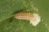 Jordanita chloros: Young larva before hibernation (e.o. rearing, N-Greece, Tymfi, Astraka, 2000m, oviposition in late July 2025) [S]