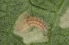 Jordanita chloros: Young larva before hibernation (e.o. rearing, N-Greece, Tymfi, Astraka, 2000m, oviposition in late July 2025) [S]