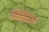 Jordanita chloros: Young larva in diapause (e.o. rearing, N-Greece, Tymfi, Astraka, 2000m, oviposition in late July 2025) [S]