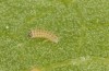 Jordanita chloros: L1 larva (e.o. rearing, N-Greece, Tymfi, Astraka, 2000m, oviposition in late July 2025) [S]