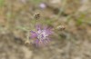 Jordanita chloros: Larval host plant Centaurea sp. in open oak woodland (N-Greece, Mount Vitsi, 800m, July 2025) [N]