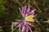 Jordanita chloros: Female (N-Greece, Pindos mountains, Mbaros pass, 1900m, mid-July 2025) [N]
