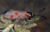 Zygaena corsica: Weibchen (Sardinien, 15. Mai 2012, Buggeru) [N]