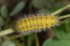 Zygaena cynarae: Larva [S]