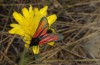 Zygaena diaphana: Male (Greece, Peloponnese, Chelmos, mid-May 2017) [N]