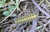Zygaena diaphana: Larva (Greece, Peloponnese, Chelmos, early June 2019) [S]