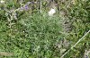 Zygaena diaphana: Larvalhabitat mit Eryngium amethystinum am Chelmos (Peloponnes, Anfang Juni 2019) [N]