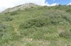 Zygaena diaphana: Larval habitat with Eryngium amethystinum on Mount Chelmos (Peloponnes, early June 2019) [N]