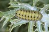 Zygaena diaphana: Larva (Greece, Peloponnese, Chelmos, early June 2019) [S]