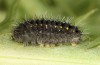 Zygaena diaphana: Half-grown larva (N-Greece, Siatista, larvae in early April 2022) [M]