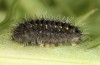 Zygaena diaphana: Halbwüchsige Raupe (Griechenland, Siatista, Raupenfunde Anfang April 2022) [M]