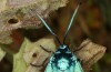 Adscita dujardini: Female (e.o., Switzerland, Valais, Stalden, oviposition in early July 2024) [S]