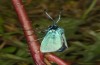 Adscita dujardini: Female (e.o., Switzerland, Valais, Stalden, oviposition in early July 2024) [S]