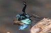 Adscita dujardini: Eclosion (e.o., Switzerland, Valais, Stalden, oviposition in early July 2024) [S]