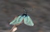 Adscita dujardini: Male after eclosion (e.o., Switzerland, Valais, Stalden, oviposition in early July 2024) [S]