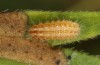 Adscita dujardini: Larva L3 (e.o., Switzerland, Valais, Stalden, oviposition in early July 2024) [S]