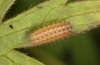 Adscita dujardini: Larva L3 (e.o., Switzerland, Valais, Stalden, oviposition in early July 2024) [S]