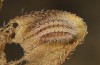 Adscita dujardini: Larva in hibernation (e.o., Switzerland, Valais, Stalden, oviposition in early July 2024) [S]