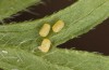 Adscita dujardini: Egg (Switzerland, Valais, Stalden, early July 2024) [S]
